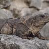 Iguana, Tadeusz Walkowicz