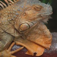 Iguana, Tadeusz Walkowicz