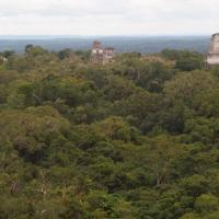 Templo IV - Świątynia Dwugłowego Węża - widok na Tikal, Tadeusz Walkowicz