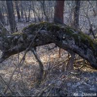 , Dominik Dobros