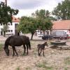 , Magda
