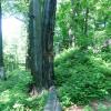 , mokunka