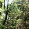 , mokunka