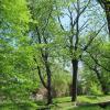 park przypałacowy, Roman Świątkowski
