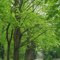 Park, Tadeusz Walkowicz
