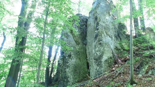 Rezerwat Góra Chełm na Jurze, mokunka
