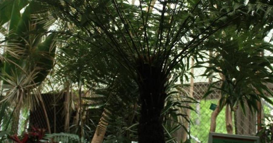 Gliwicka Palmiarnia odsłona szósta - zdjęcie