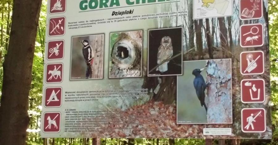 Rezerwat Przyrody na Górze Chełm - zdjęcie