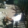 , marian