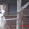 , marian