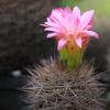 Palmiarnia w Gliwicach