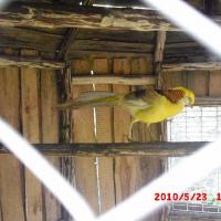 , marian