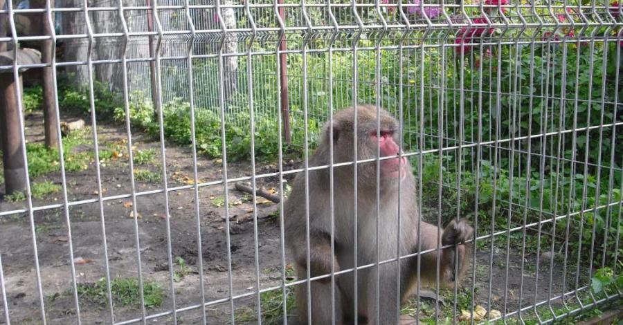 MINI ZOO-NIEDŻWIEDZ - zdjęcie