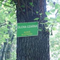 , mokunka