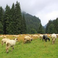 Tatry Zachodnie - Dolina Kościeliska