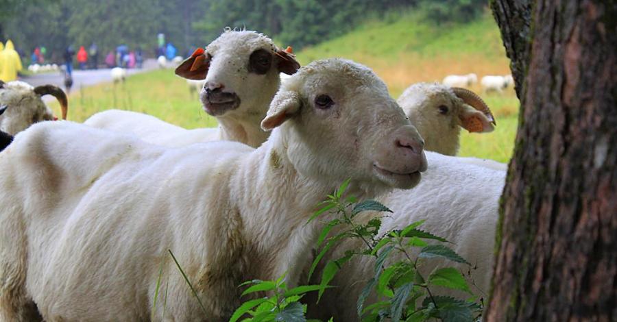 Dolina Kościeliska w Tatrach na deszczowo - zdjęcie