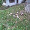 , Kasia