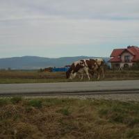 , Paweł Gąsiorek
