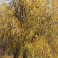 Park Lisiniec, Tadeusz Walkowicz