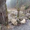 Pierwszy z wielu drewnianych mostków, mokunka