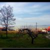 , Vincci