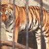 Śląski Ogród Zoologiczny