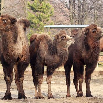 Śląskie zoo