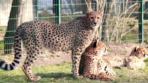 Gepardy w śląskim zoo
