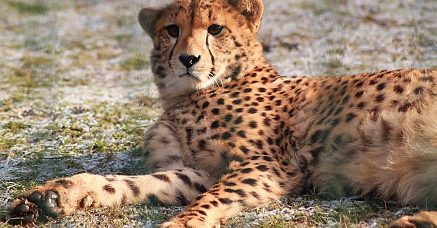 Śląskie Zoo zimą - zdjęcie