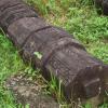 Kolumna, Tadeusz Walkowicz