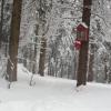 maleńka kapliczka wśród drzew, mokunka