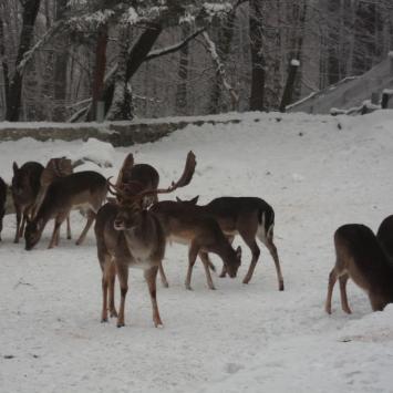 lesny park niespodzianek, mokunka