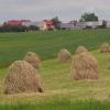 Kosmolów - łaki, Tadeusz Walkowicz