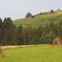 W drodze do Szkwarny, Tadeusz Walkowicz