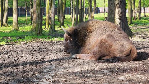 Pokazowa Zagroda Żubrów w Pszczynie