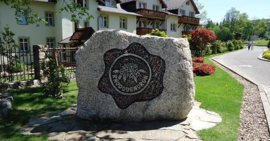 Śladem Izerskich Tajemnic- Rododendrony - zdjęcie