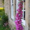 Castle Combe