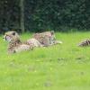 Gepardy w Longleat Safari