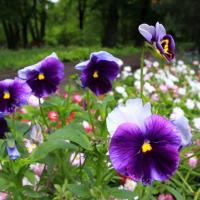 Ogród Botaniczny w Zabrzu
