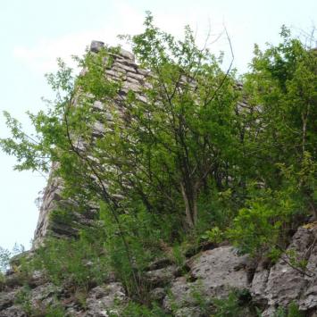 , mokunka