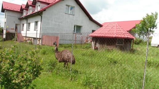 , mokunka