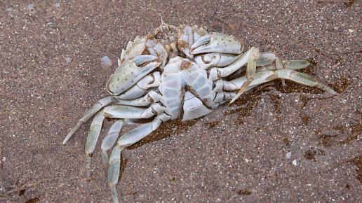 Krab, jakich wiele na plaży