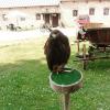 , mokunka