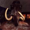 Mamut, mokunka