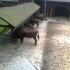 , marian