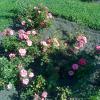 , marian