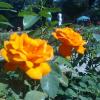 , marian