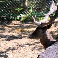 Moszna mini zoo
