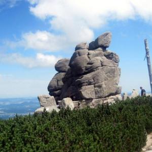 Słonecznik w Karkonoszach