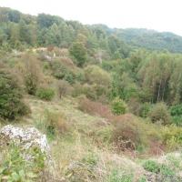 , mokunka